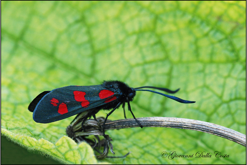 Zygaena filipendulae